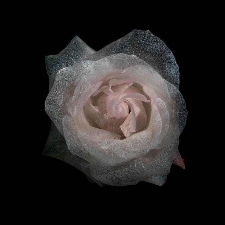 Celestial Dreams: Ethereal Flower Fusion